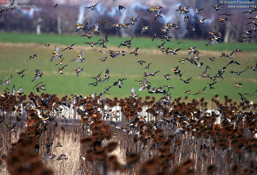 Brambling