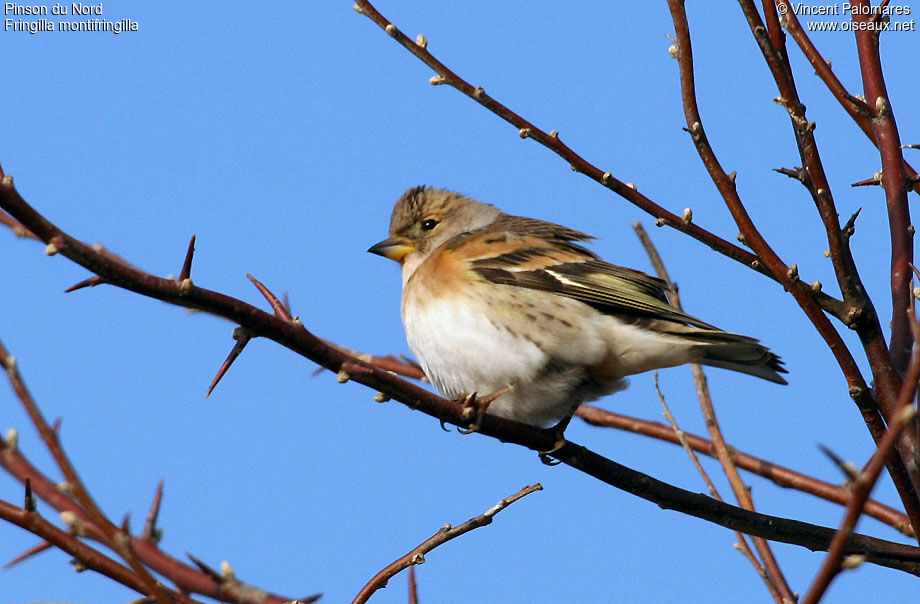 Brambling