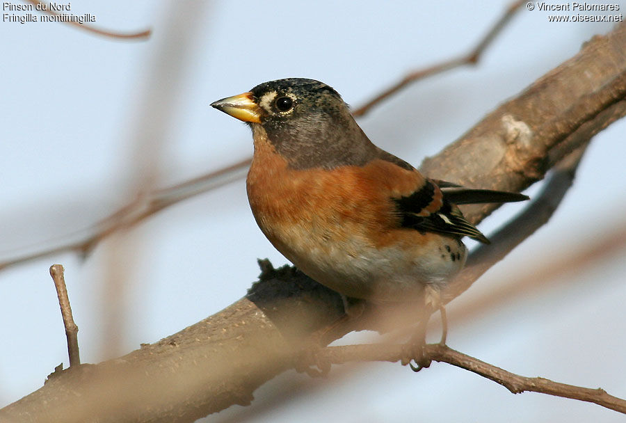 Brambling