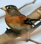 Brambling