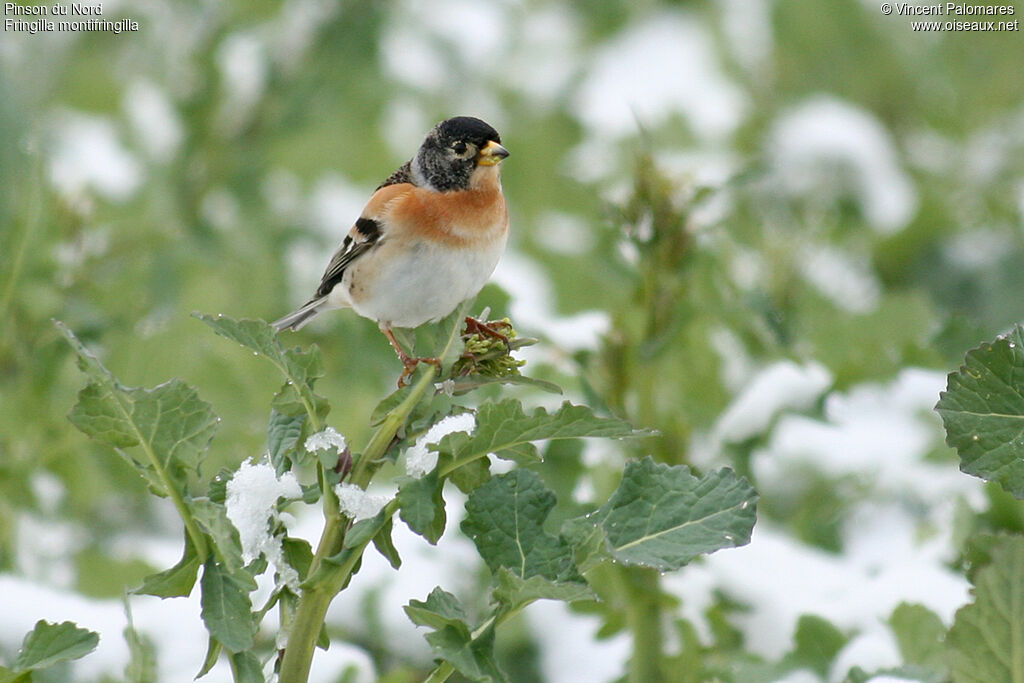 Brambling