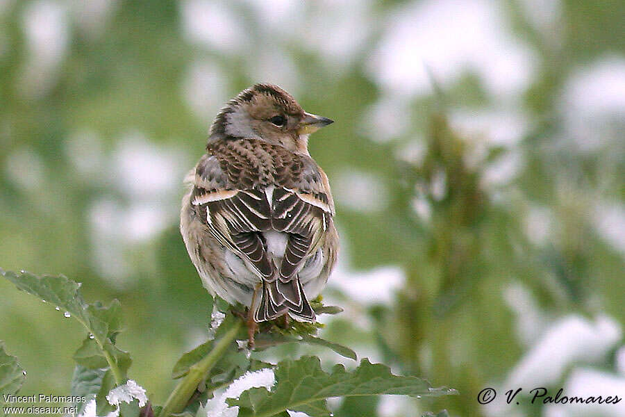 Brambling female adult, pigmentation