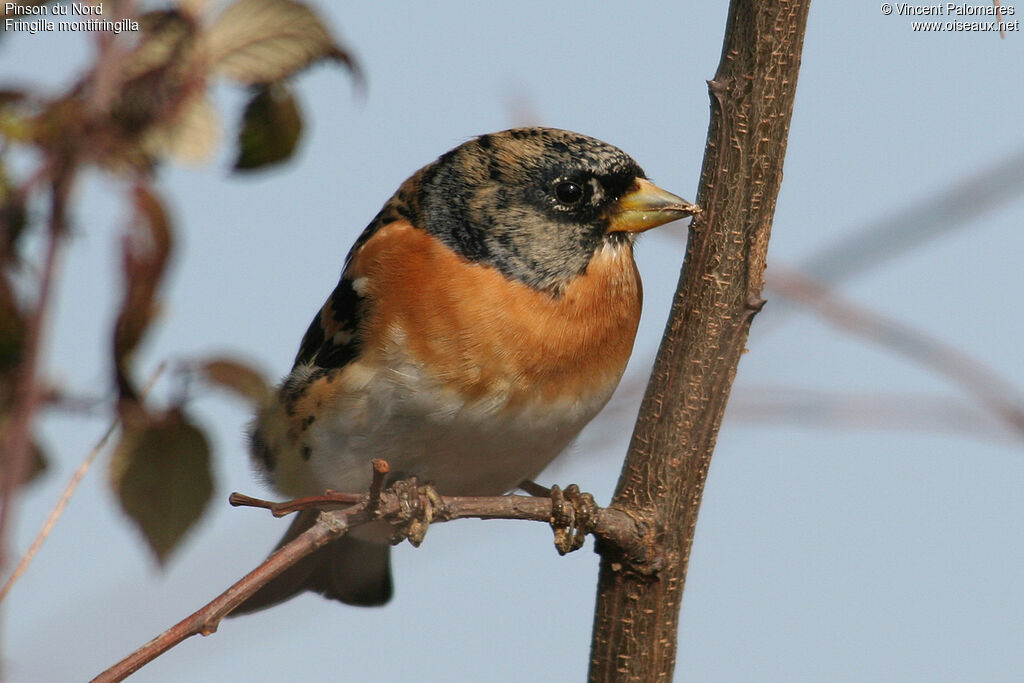 Brambling