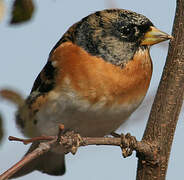 Brambling