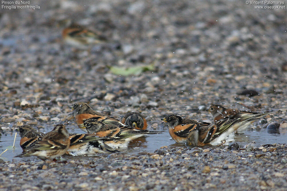 Brambling