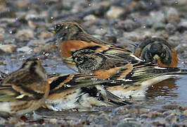 Brambling