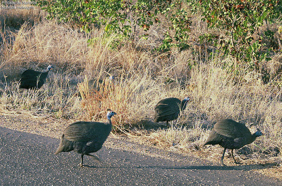 Helmeted Guineafowl