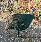 Helmeted Guineafowl