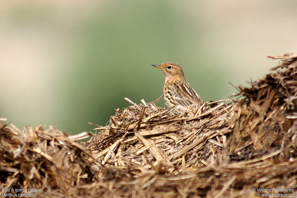 Pipit à gorge rousse