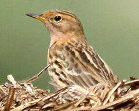 Pipit à gorge rousse