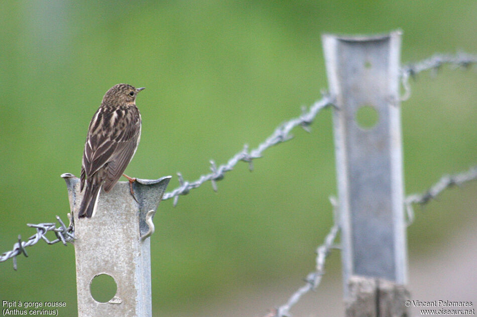 Pipit à gorge rousse