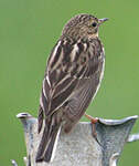 Pipit à gorge rousse