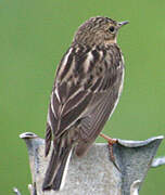 Red-throated Pipit