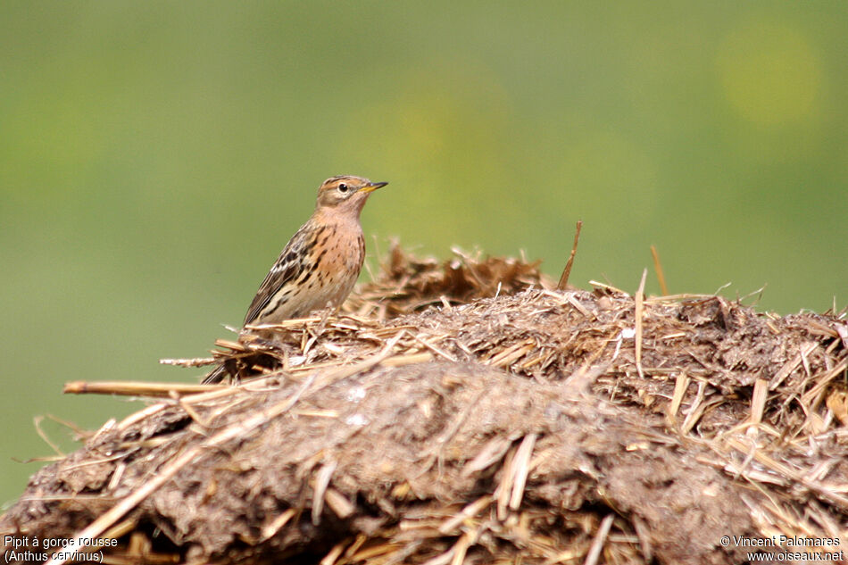 Pipit à gorge rousse