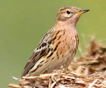 Red-throated Pipit