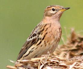 Pipit à gorge rousse