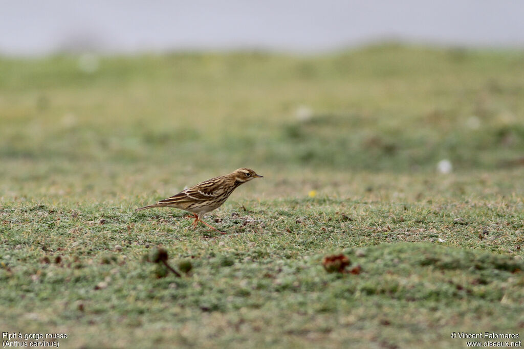 Pipit à gorge rousse