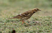 Pipit à gorge rousse