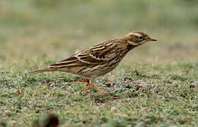 Red-throated Pipit