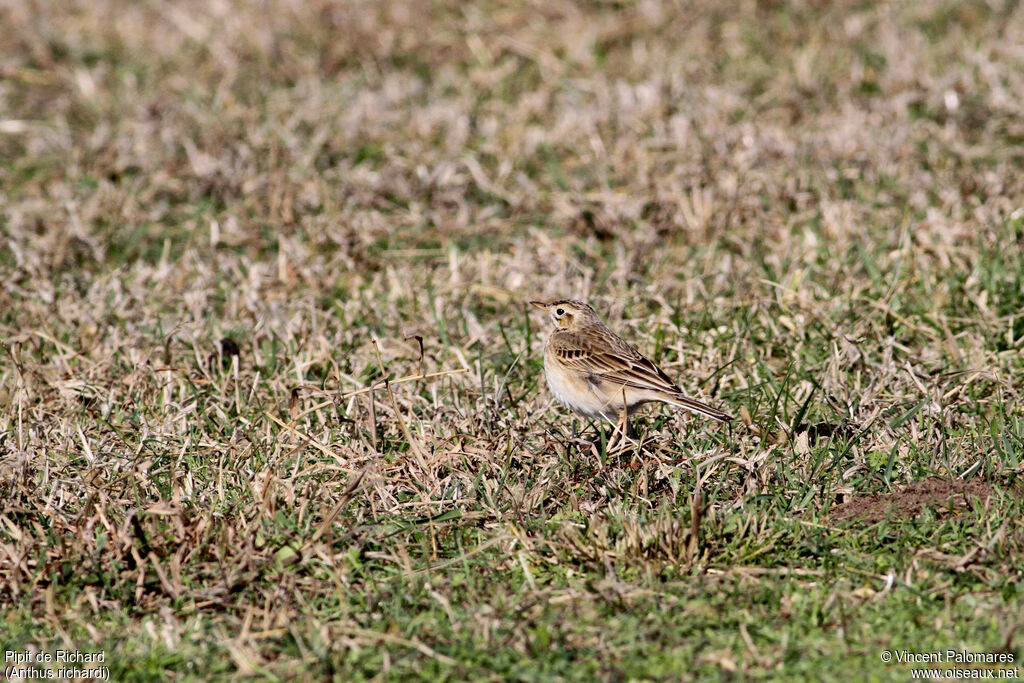 Richard's Pipit