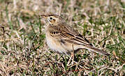 Pipit de Richard