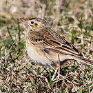 Pipit de Richard