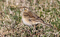 Pipit de Richard