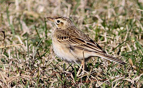 Richard's Pipit