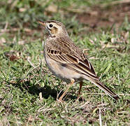 Richard's Pipit