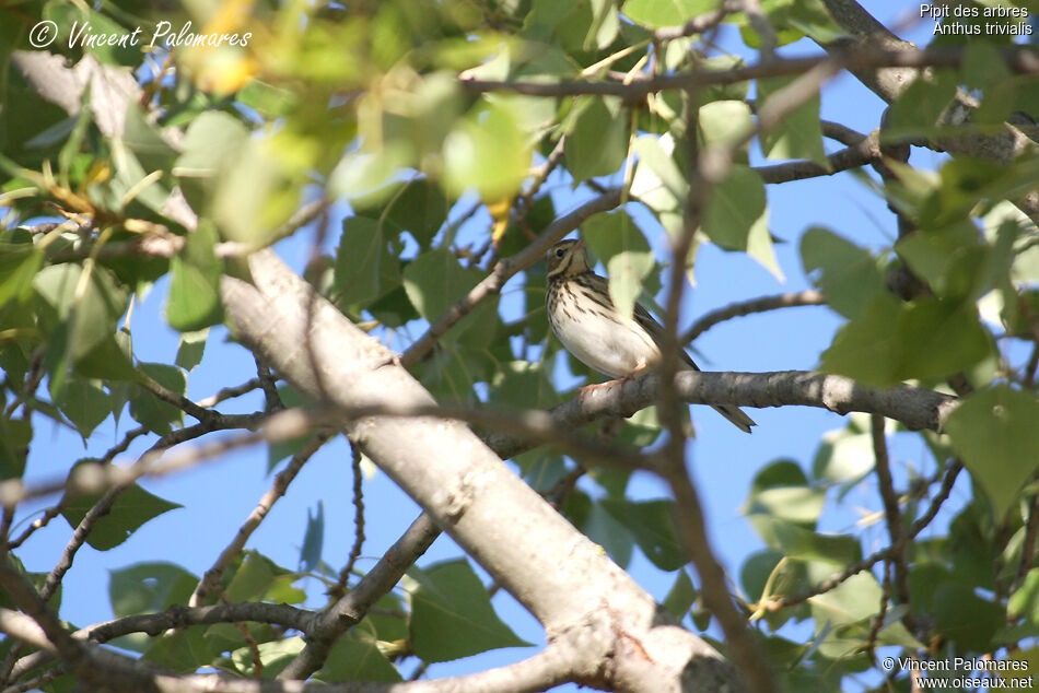 Pipit des arbres