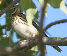 Pipit des arbres