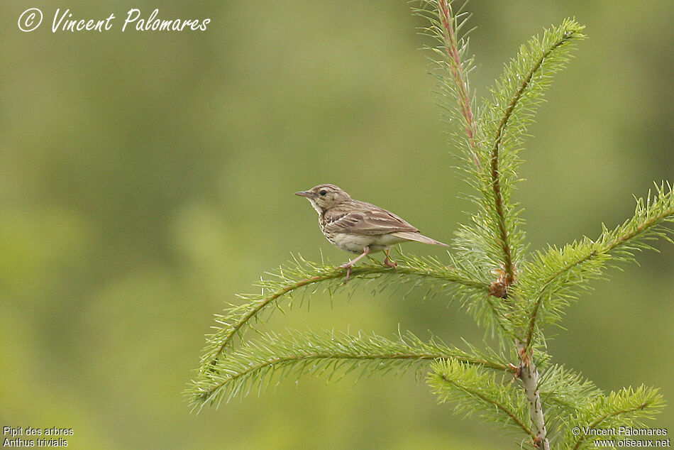 Tree Pipitadult