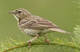 Tree Pipit