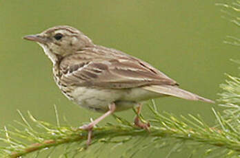 Pipit des arbres