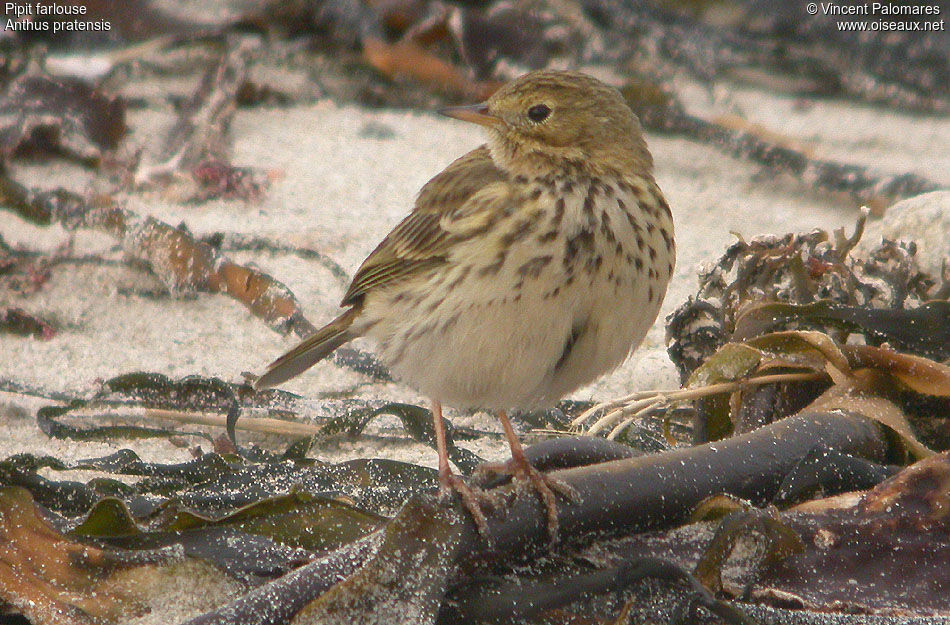 Pipit farlouse