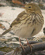 Pipit farlouse