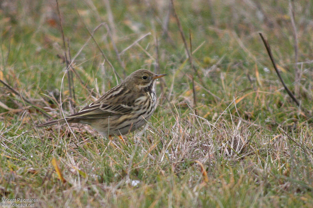 Pipit farlouseadulte internuptial, habitat, pigmentation