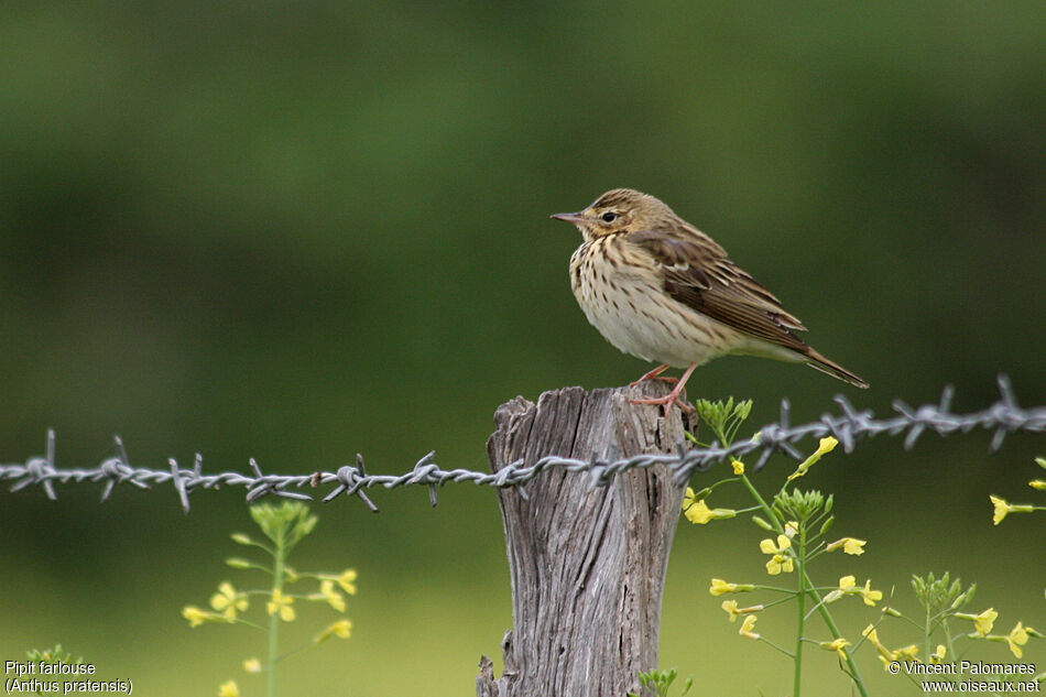 Pipit farlouse