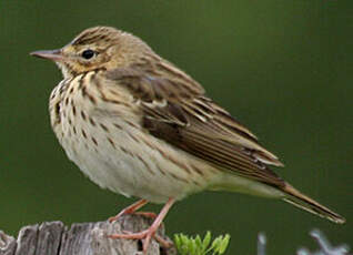 Pipit farlouse