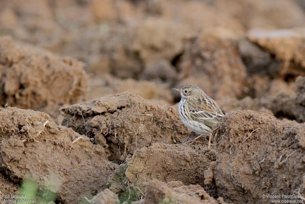 Pipit farlouse, habitat