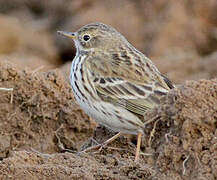 Meadow Pipit