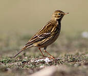 Pipit farlouse