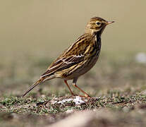 Meadow Pipit