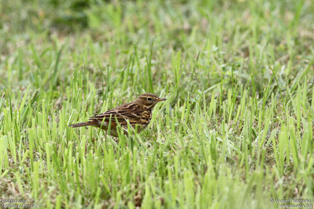 Meadow Pipit