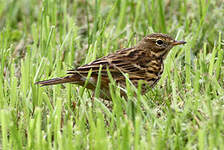 Pipit farlouse