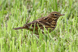 Meadow Pipit