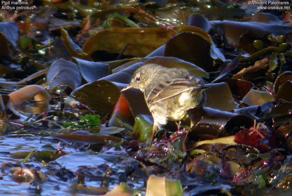 European Rock Pipit