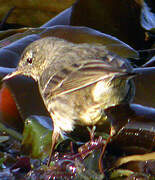 Eurasian Rock Pipit