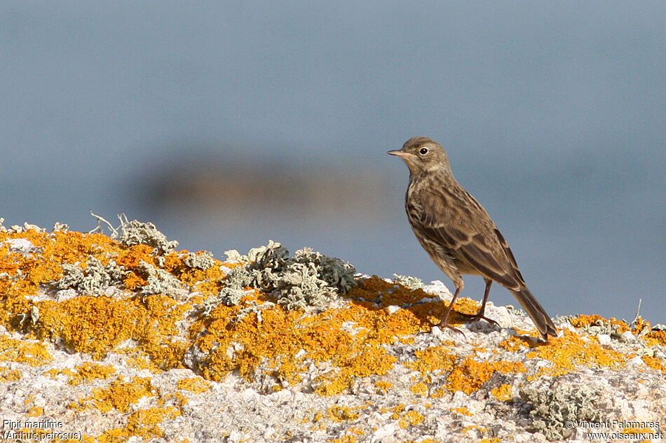 European Rock Pipit