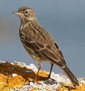 Eurasian Rock Pipit